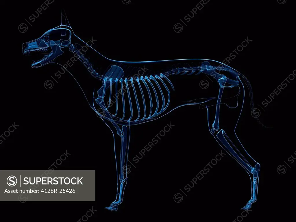 Dog skeleton, computer artwork.