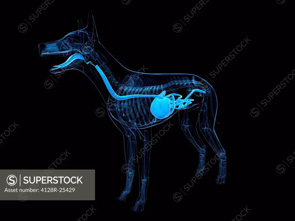 Dog digestive system, computer artwork.