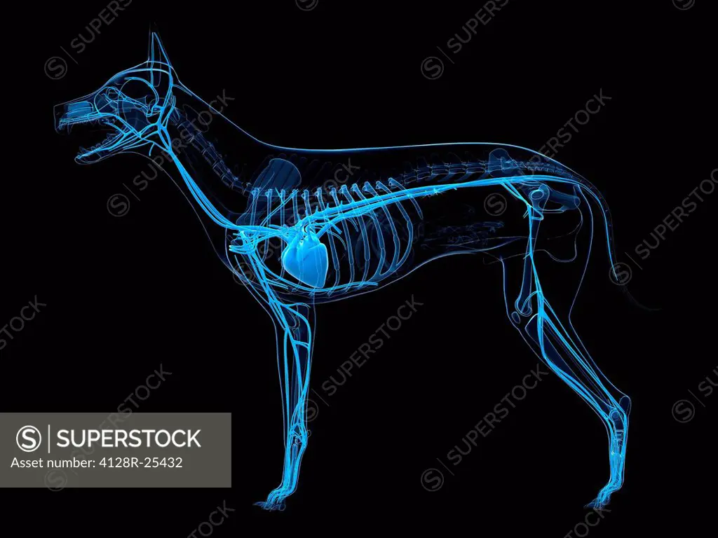 Dog cardiovascular system, computer artwork.