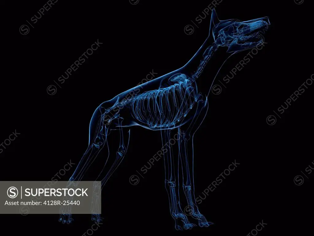 Dog skeleton, computer artwork.