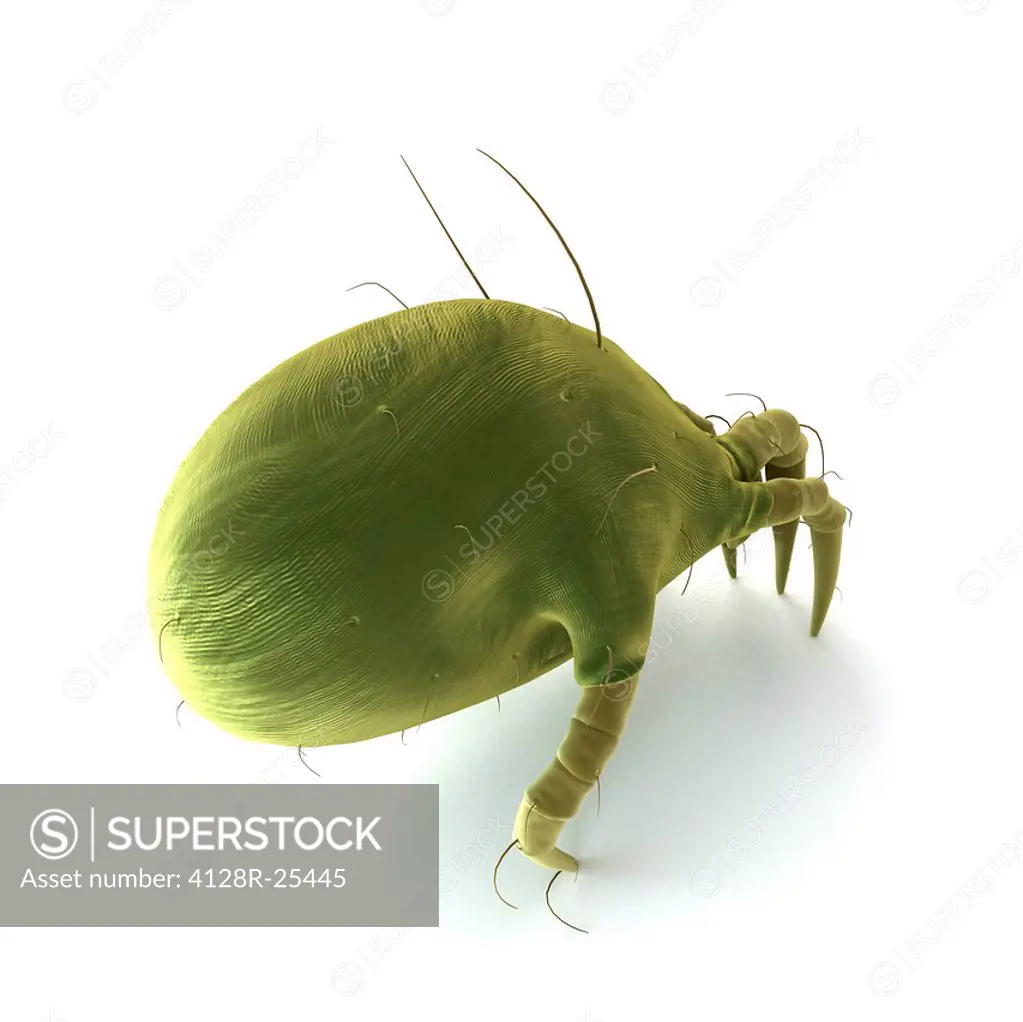 Dust mite. Computer artwork of a house dust mite (Dermatophagoides pteronyssinus).