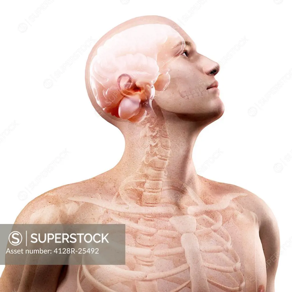 Upper body anatomy, computer artwork.
