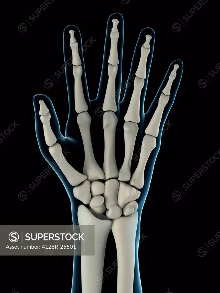 Hand bones, computer artwork.