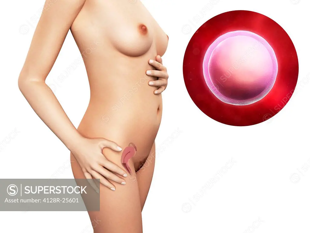 Woman and fertilised egg. Computer artwork of a naked woman, showing the position of the uterus (womb). At upper right is a fertilised ovum (egg), or ...