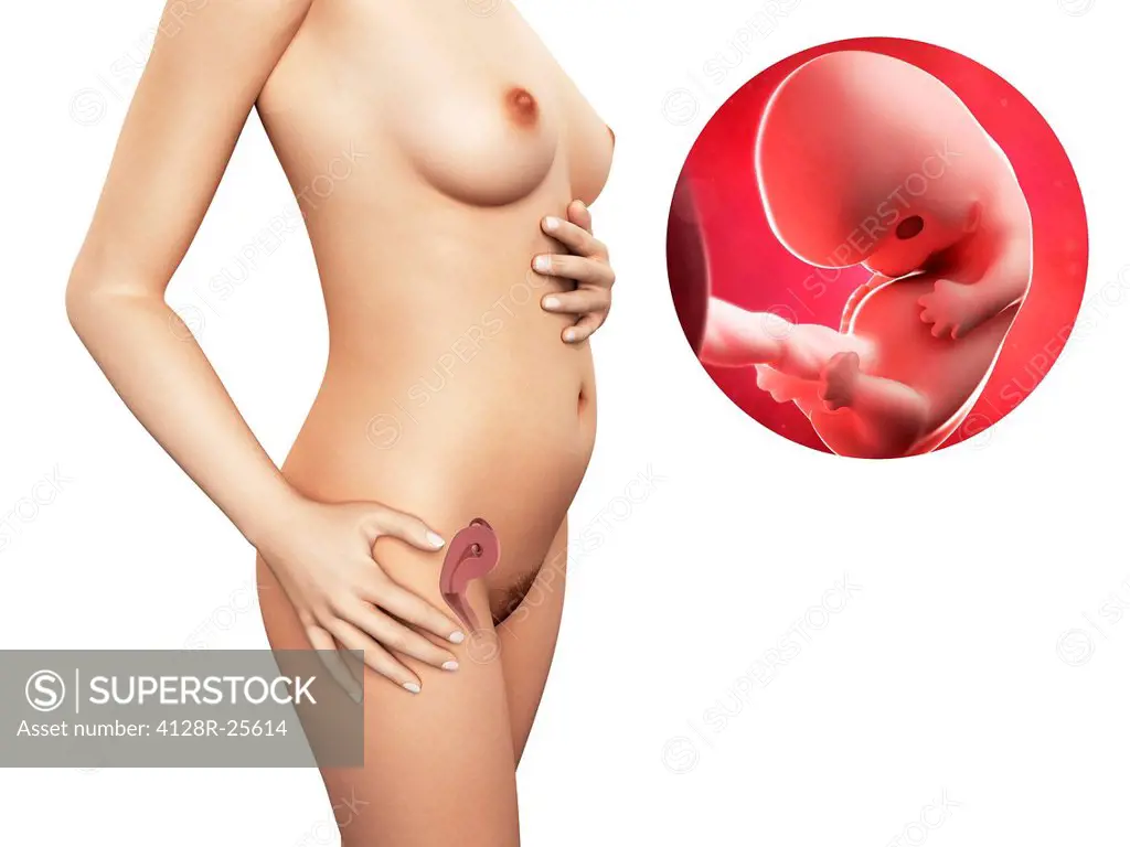Pregnancy. Computer artwork of a naked woman, showing the position of the uterus (womb). At upper right is a 8 week foetus.