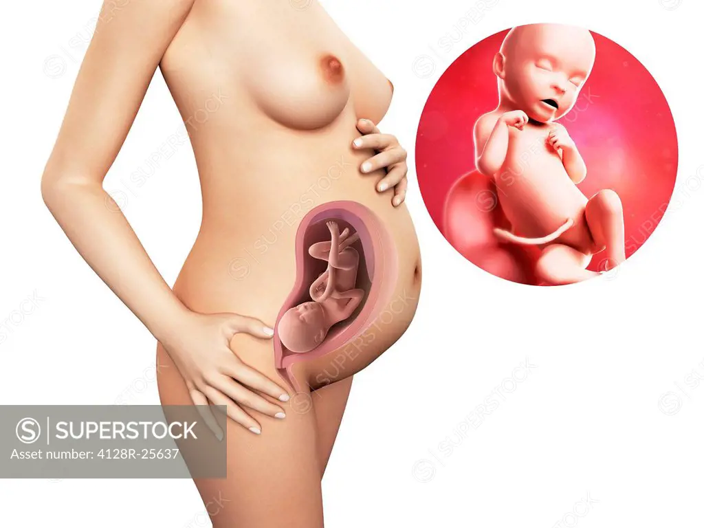 Pregnancy. Computer artwork of a naked woman, showing the position of the uterus (womb). At upper right is a 31 week foetus.