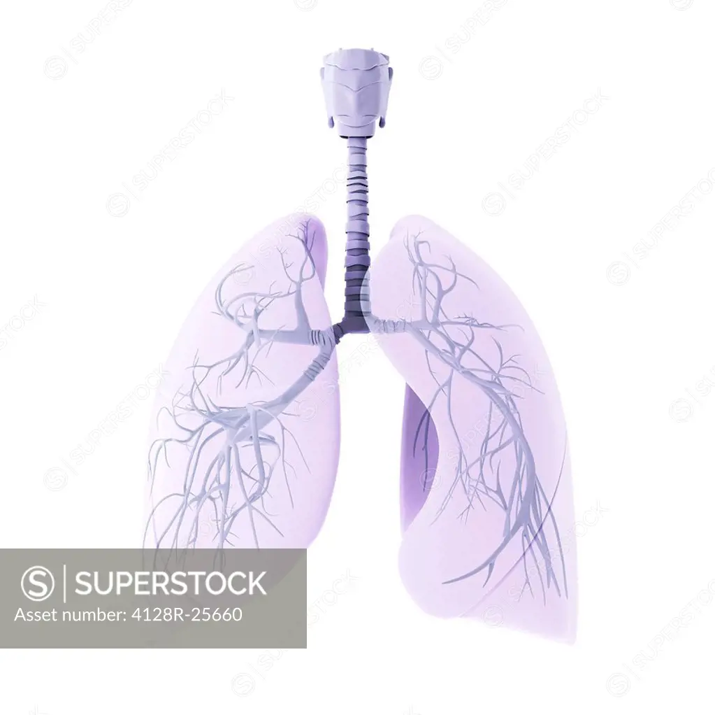 Respiratory system, computer artwork.