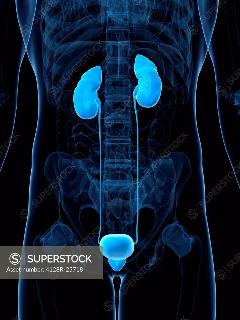 Male urinary system, computer artwork.