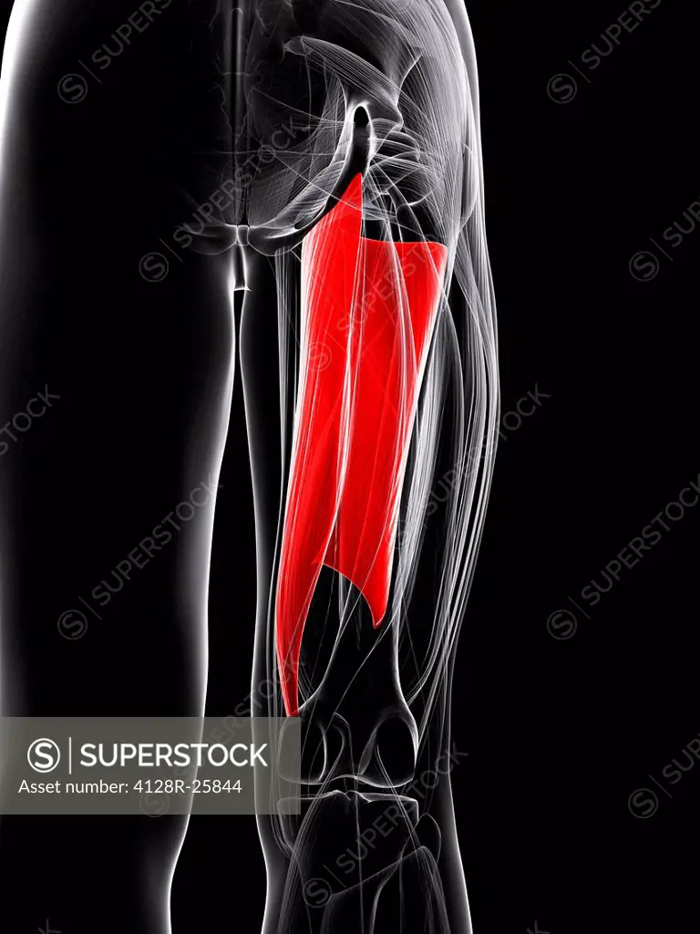 Thigh muscle. Computer artwork showing the abductor magnus muscle.