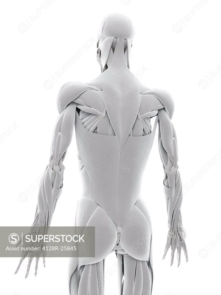 Back musculature, computer artwork.