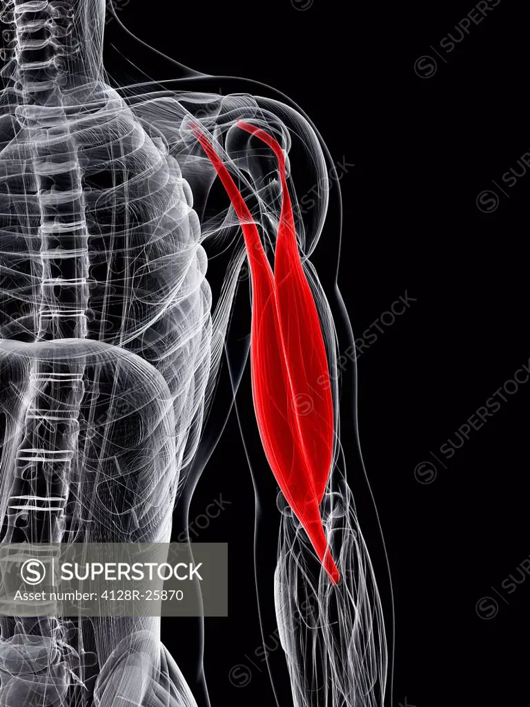Arm muscle. Computer artwork showing the biceps muscle.