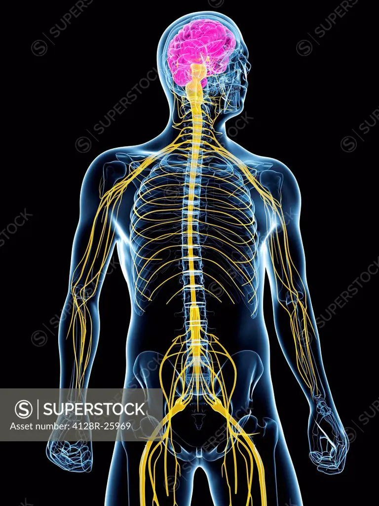 Central nervous system, computer artwork.