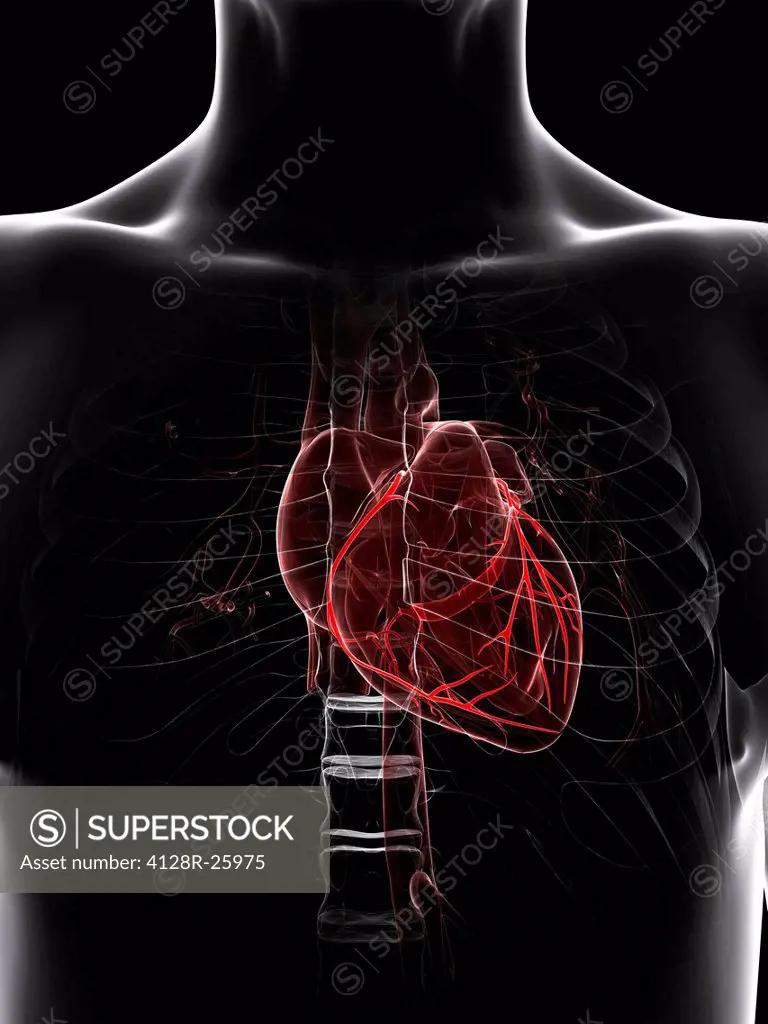 Healthy heart. Computer artwork showing the coronary arteries.