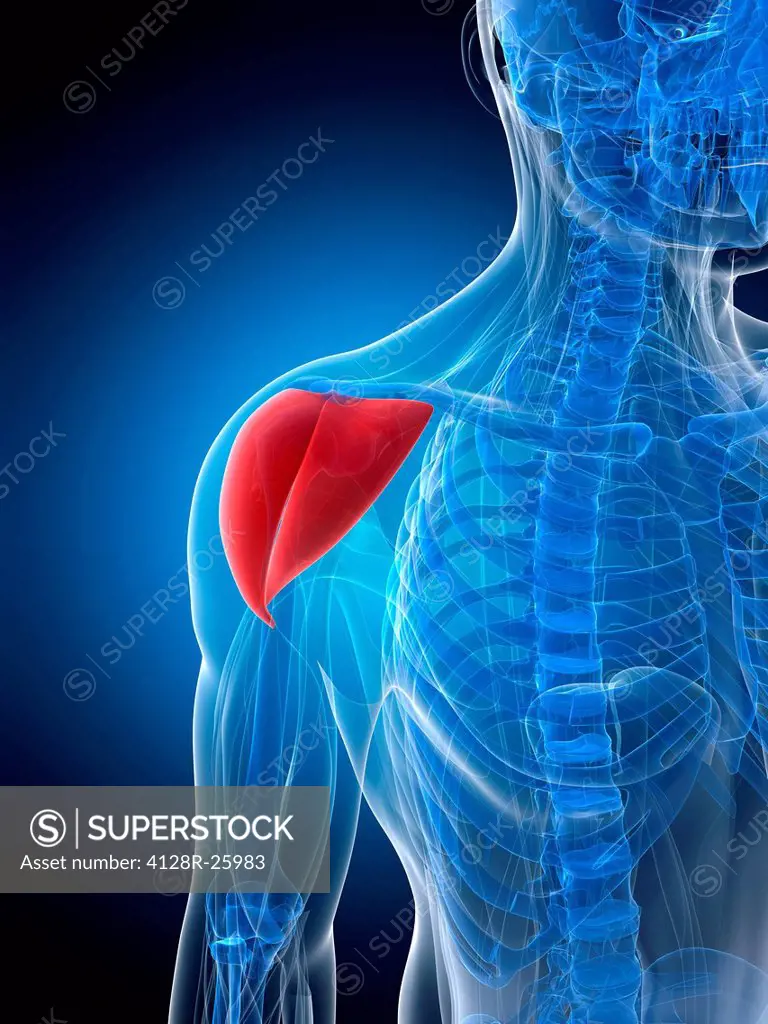 Shoulder muscle. Computer artwork showing the deltoid muscle.