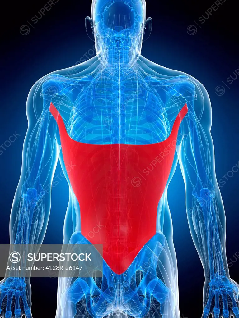Back muscle. Computer artwork showing the latissimus dorsi muscle.