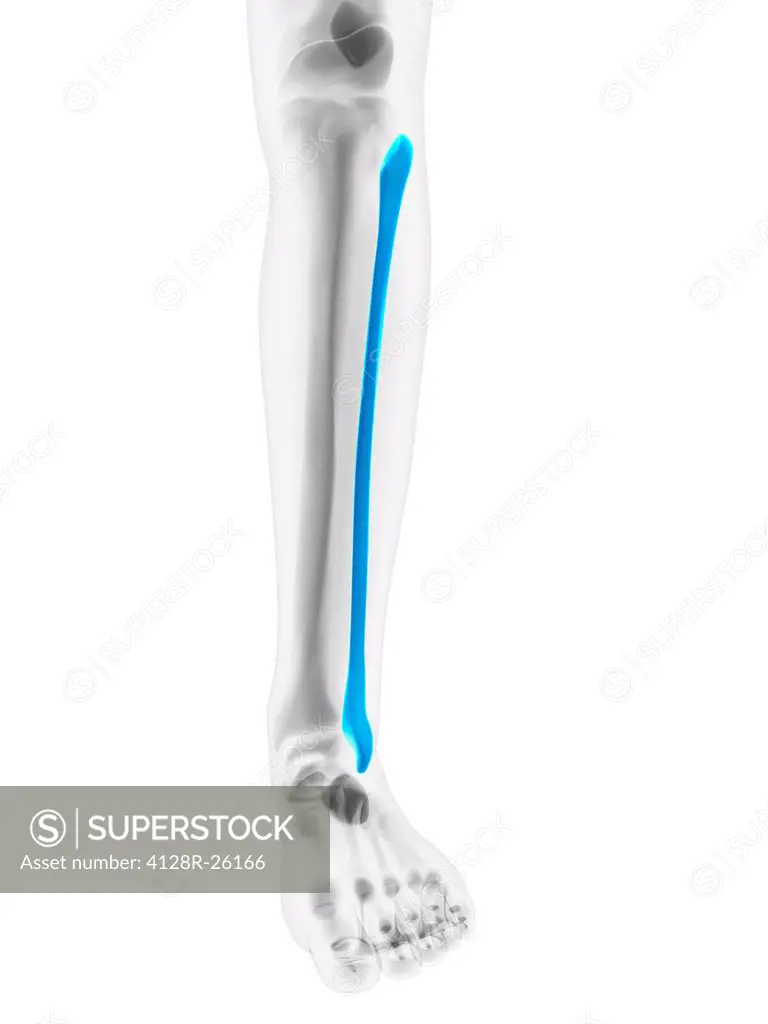 Calf bone. Computer artwork showing the fibula bone.