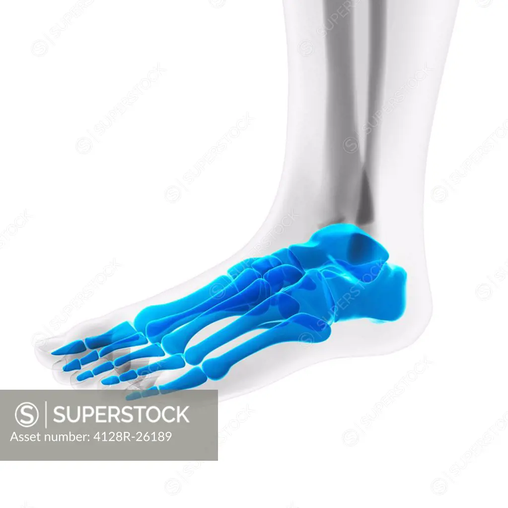 Foot bones, computer artwork.