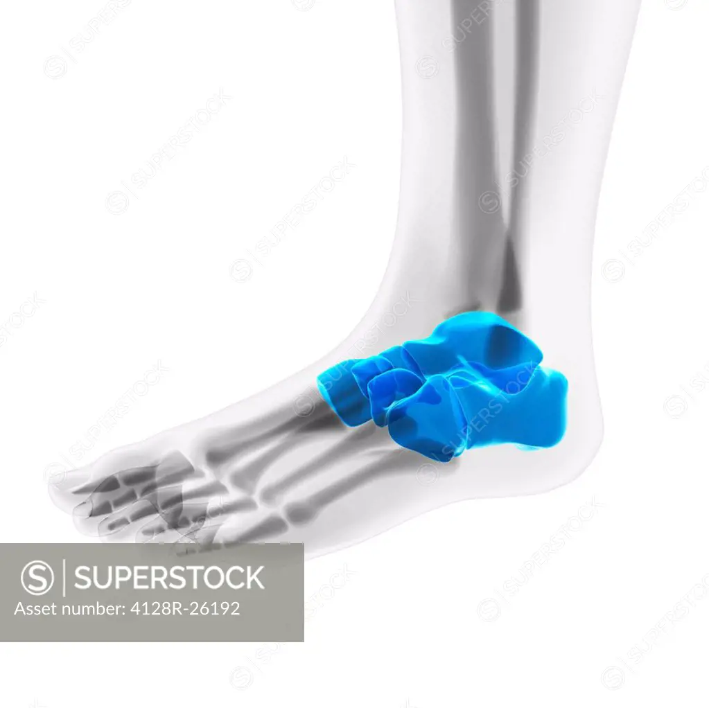 Foot bones. Computer artwork showing the tarsal bones.