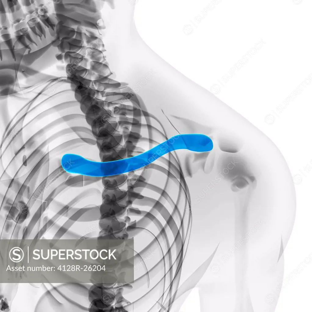 Collar bones. Computer artwork showing the clavicle bones.
