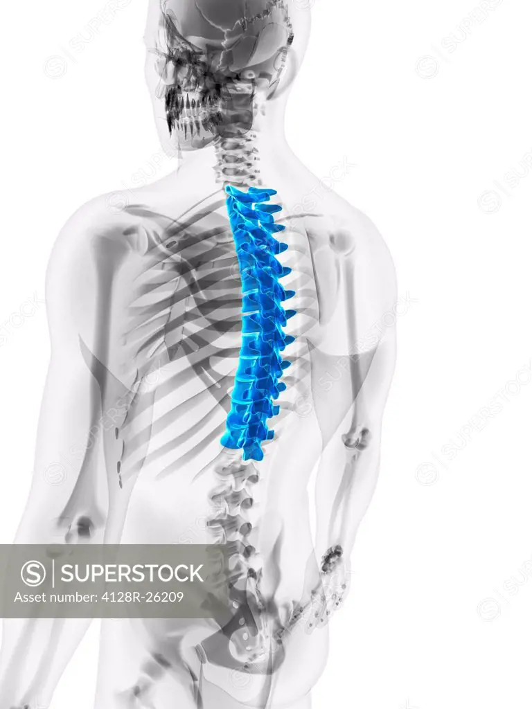 Thoracic spine, computer artwork.