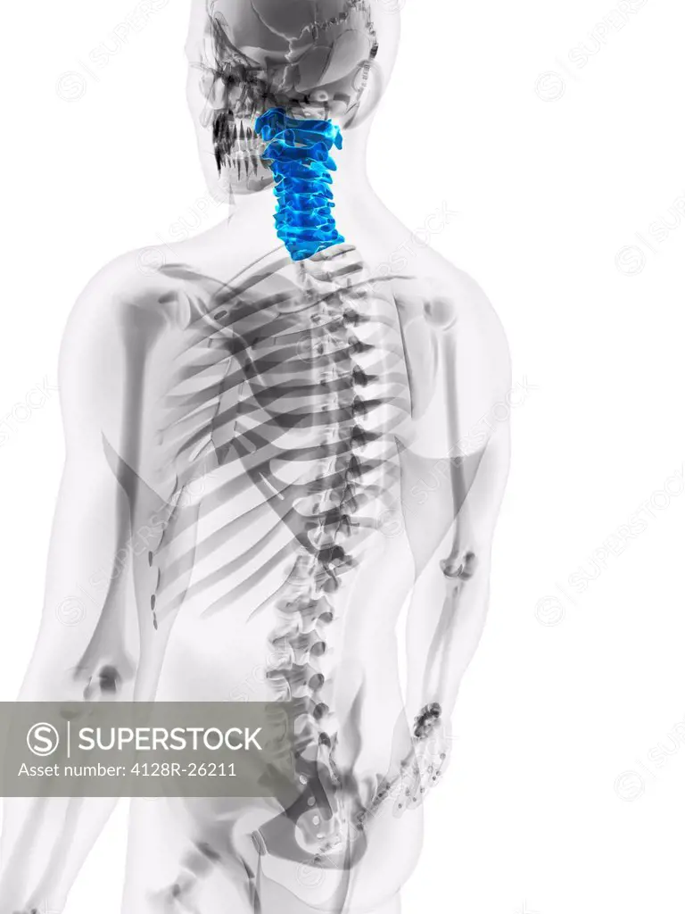 Cervical spine, computer artwork.