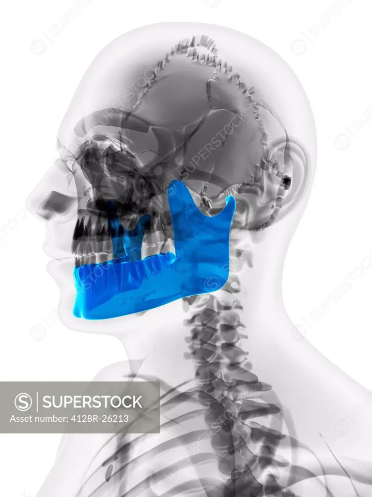 Lower jaw bone. Computer artwork showing the mandible bone.