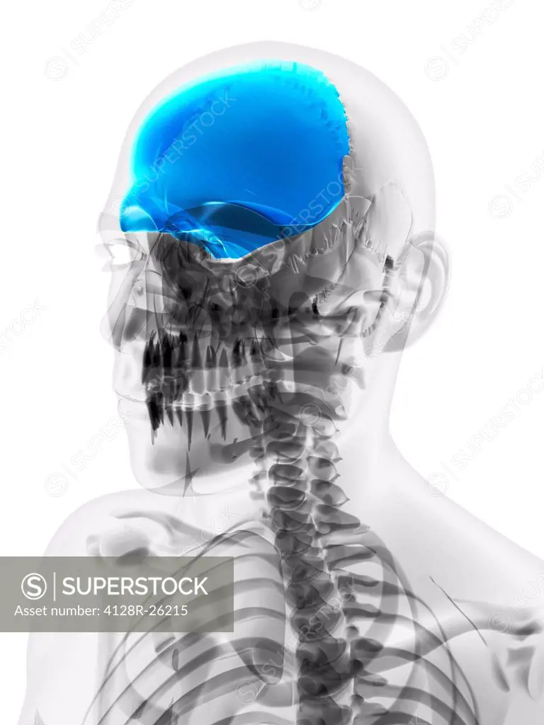 Skull bone. Computer artwork showing the frontal bone.