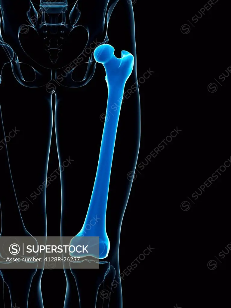 Thigh bone. Computer artwork showing the femur bone.