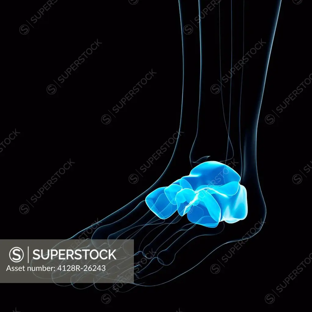 Foot bones. Computer artwork showing the tarsal bones.