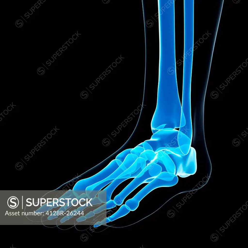Foot bones, computer artwork.
