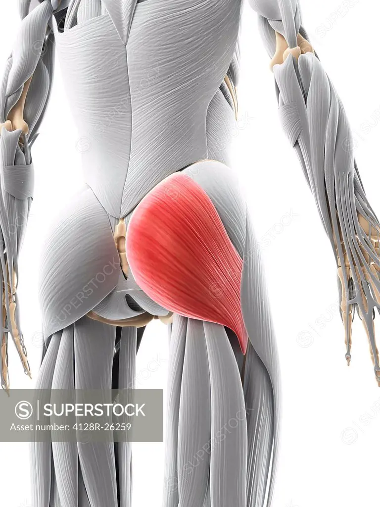 Buttock muscle. Computer artwork showing the gluteus maximus muscle.