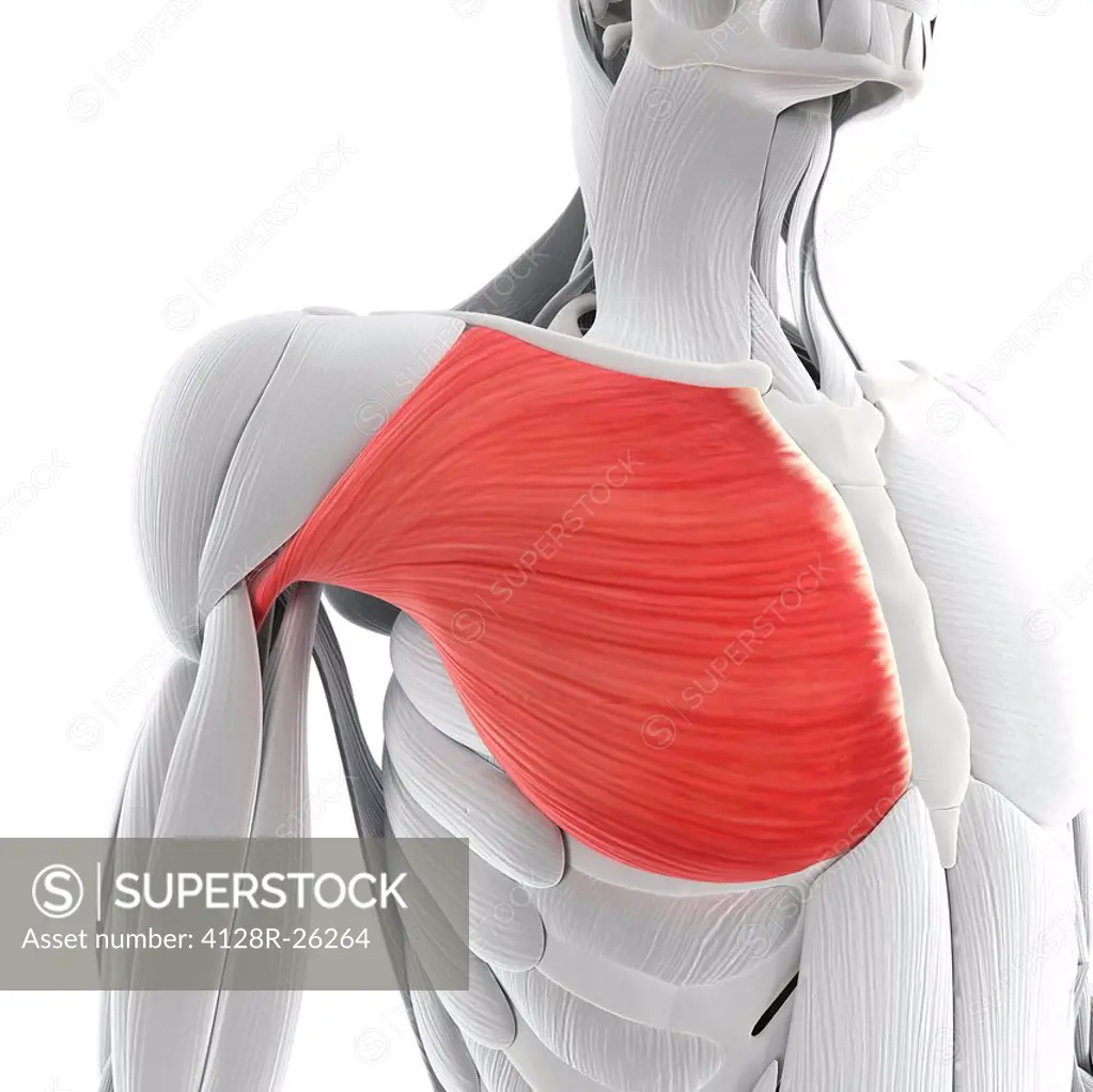 Chest muscle. Computer artwork showing the pectoralis major muscle.