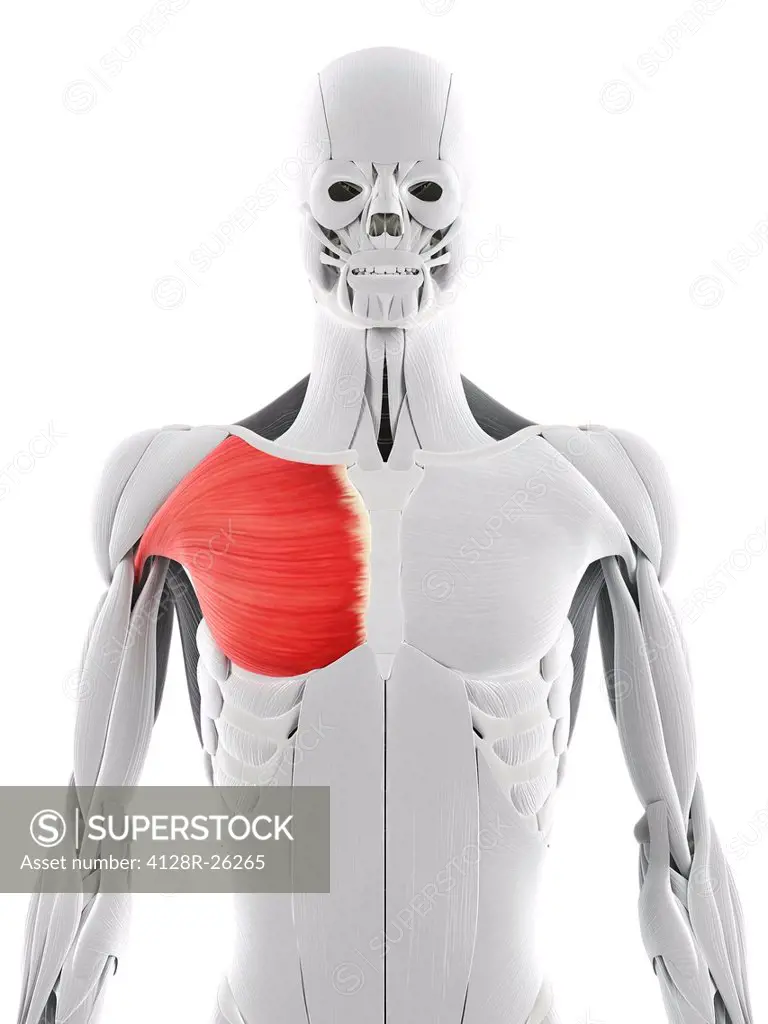 Chest muscle. Computer artwork showing the pectoralis major muscle.