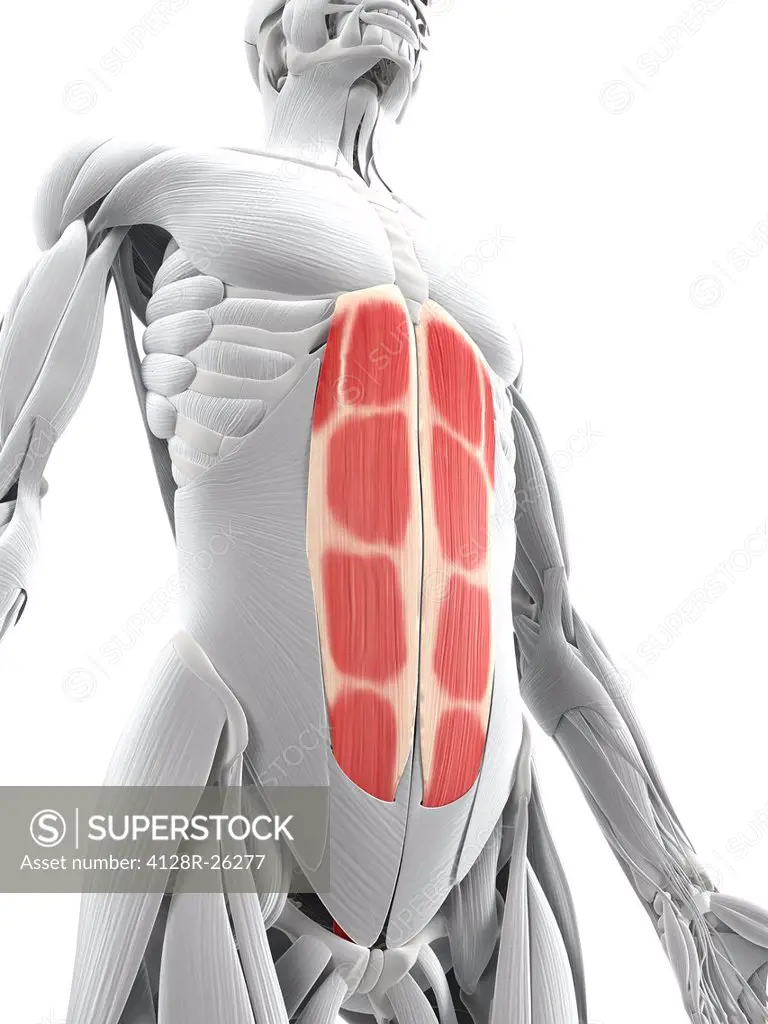 Abdominal muscles. Computer artwork showing the rectus abdominis muscles.