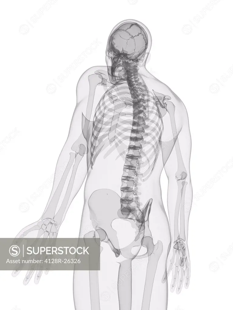 Male skeleton, computer artwork.