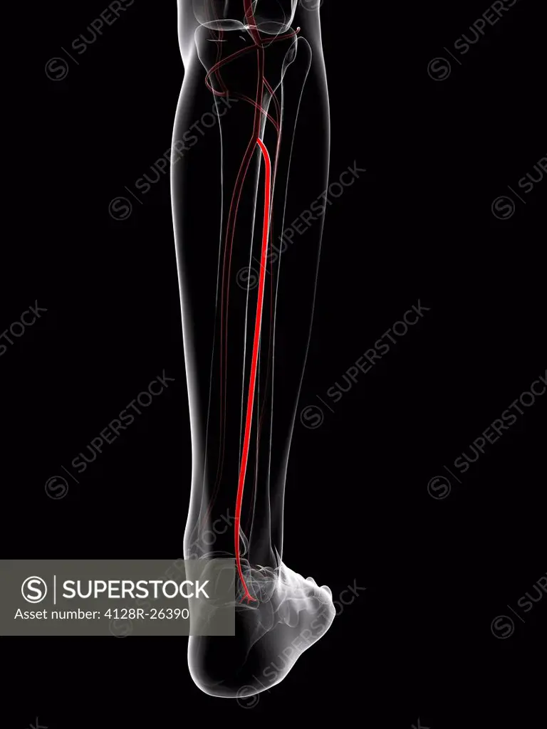 Calf artery. Computer artwork showing the fibula artery.