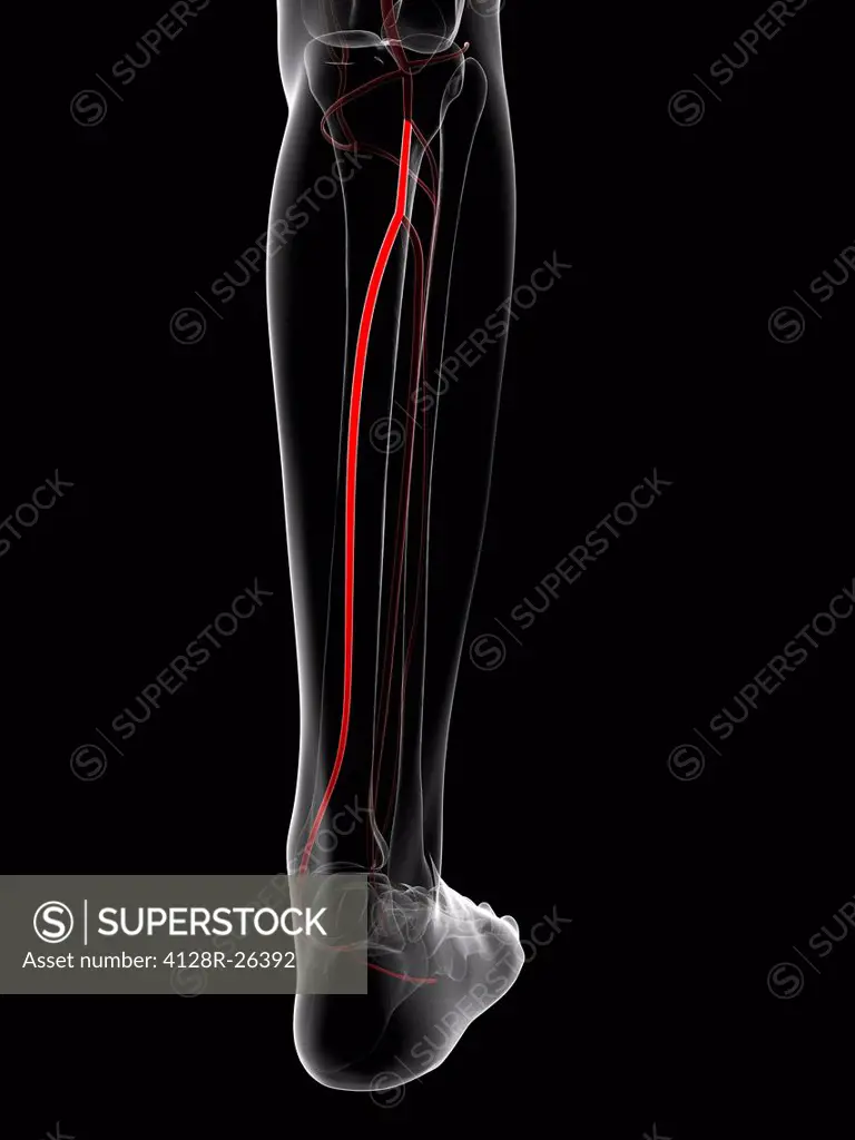 Calf artery. Computer artwork showing the posterior tibial artery.