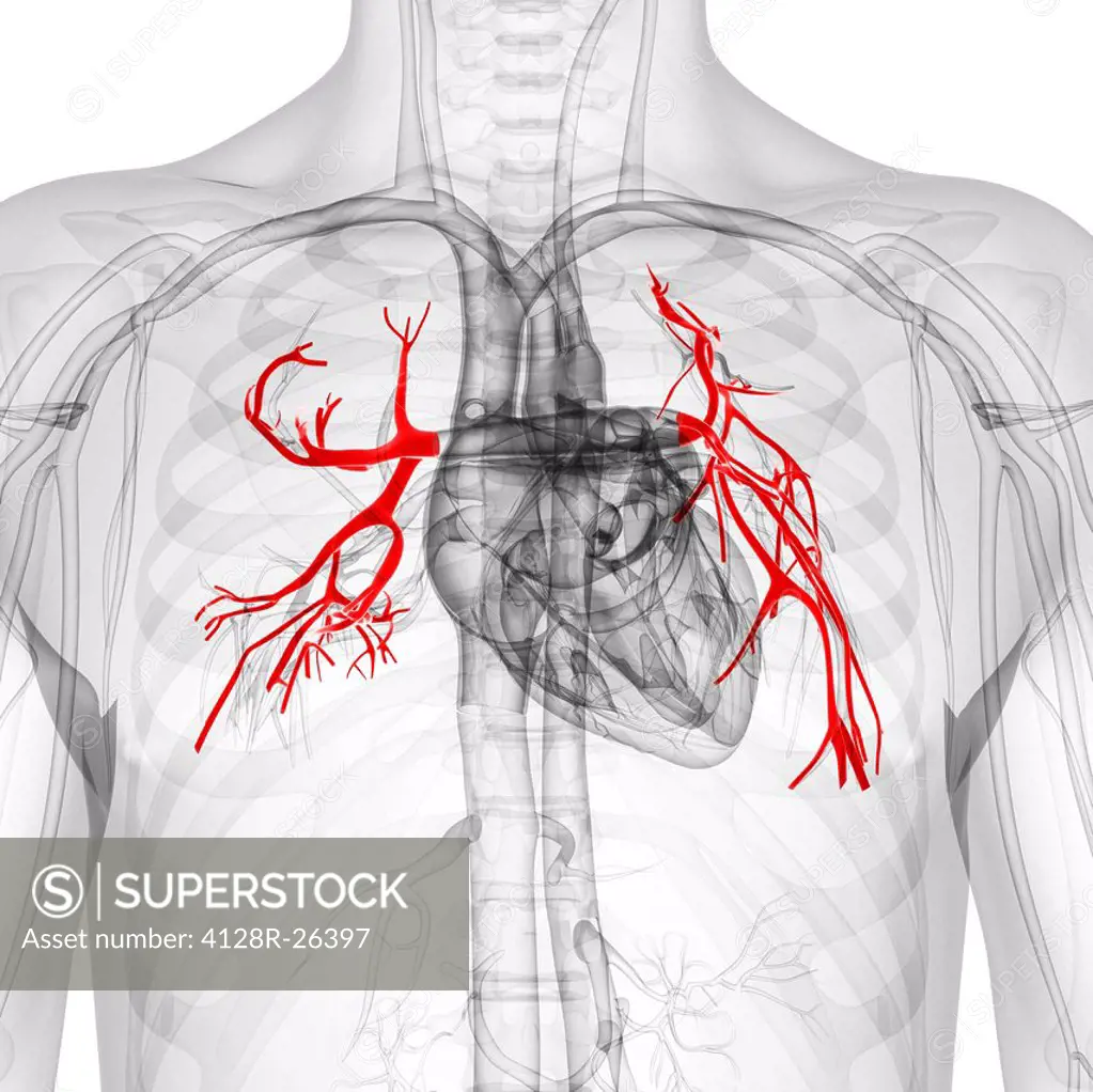 Pulmonary arteries, computer artwork.