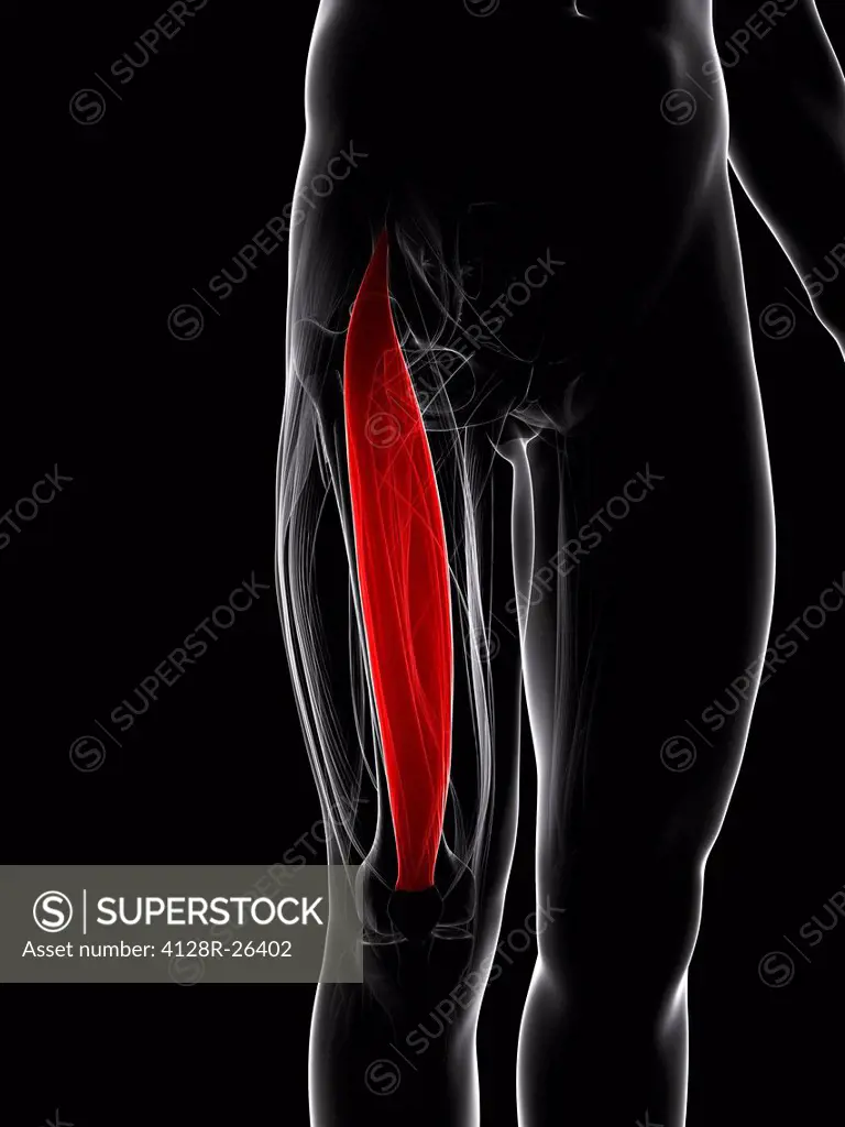 Thigh muscle. Computer artwork showing the rectus femoris muscle.