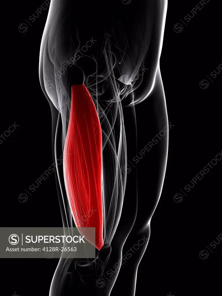 Thigh muscle. Computer artwork showing the vastus lateralis muscle.