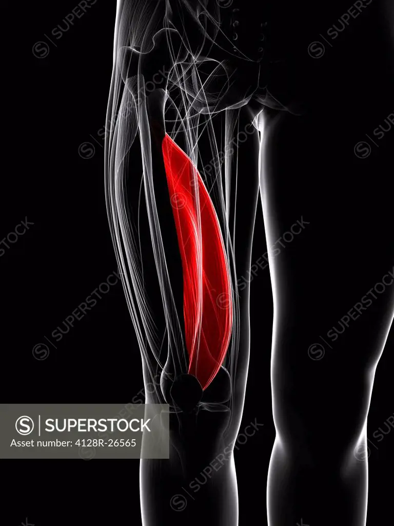 Thigh muscle. Computer artwork showing the vastus lateralis muscle.