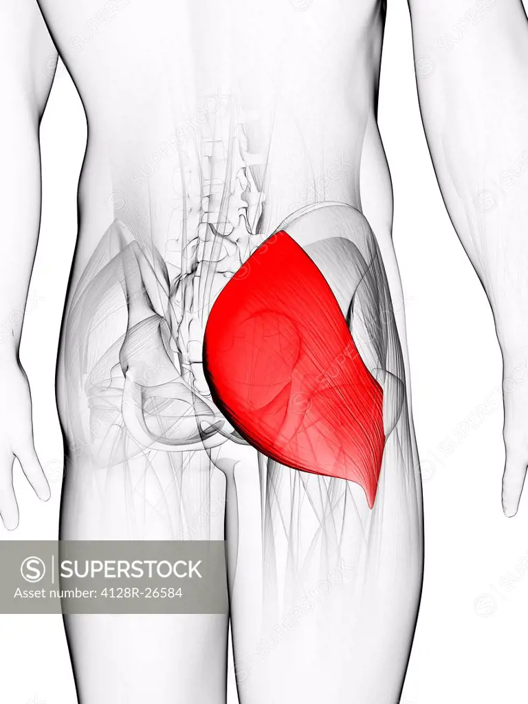 Buttock muscle. Computer artwork showing the gluteus maximus muscle.