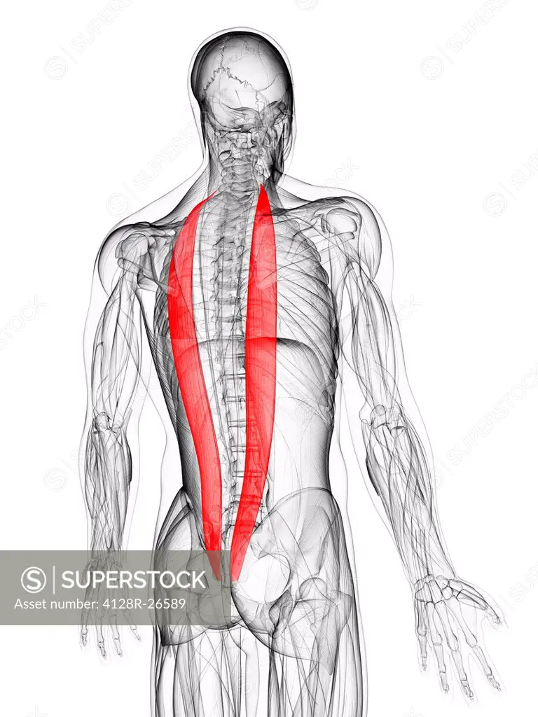 Back muscles. Computer artwork showing the iliocostalis muscles. -  SuperStock