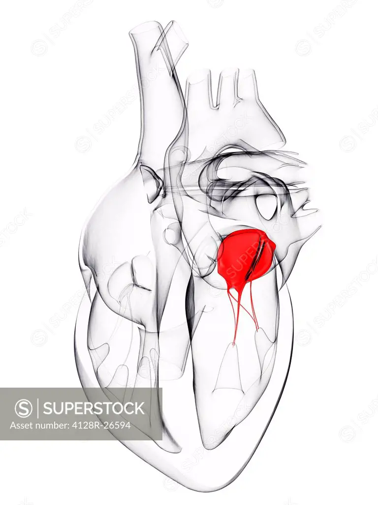 Heart valve. Computer artwork showing the mitral valve.