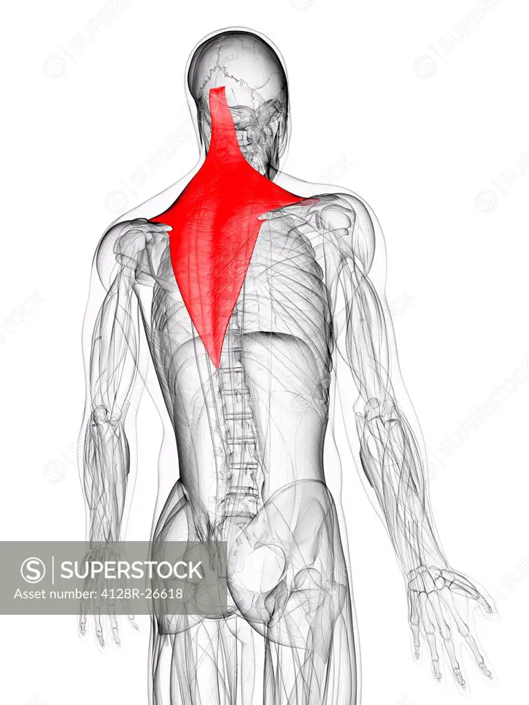 Back muscle. Computer artwork showing the trapezius muscle.