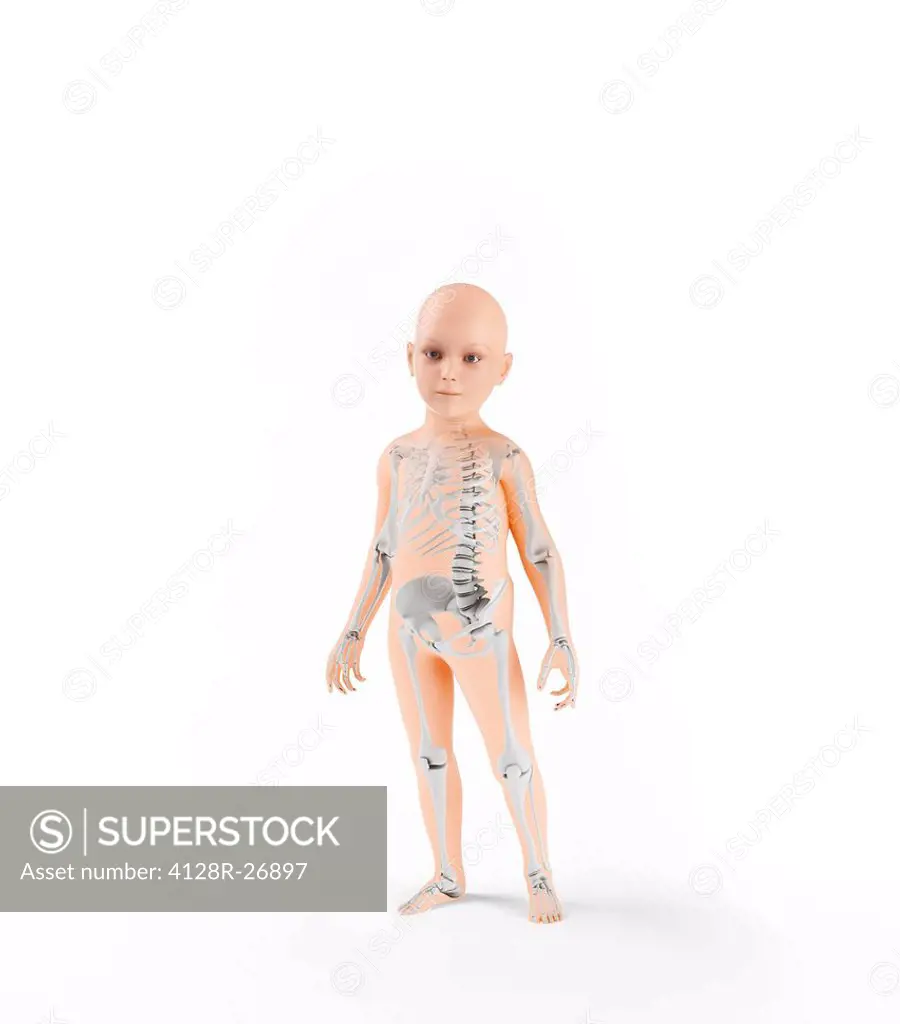 Child skeleton, computer artwork.