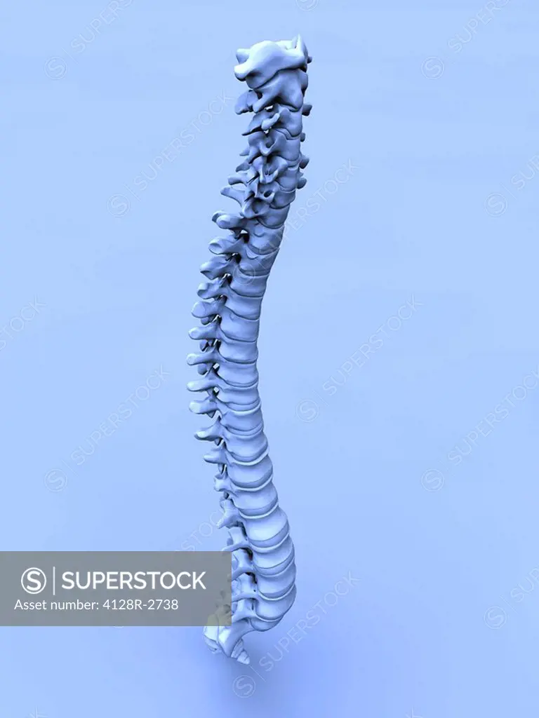 Human spine, artwork