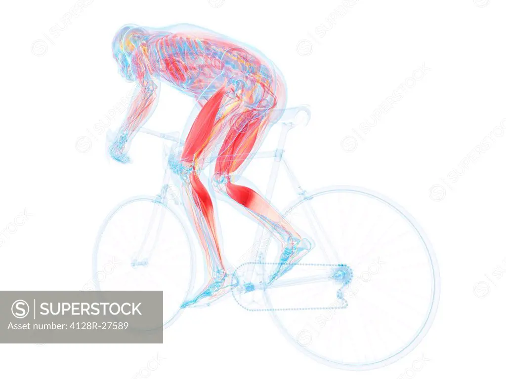 Cyclist, computer artwork.