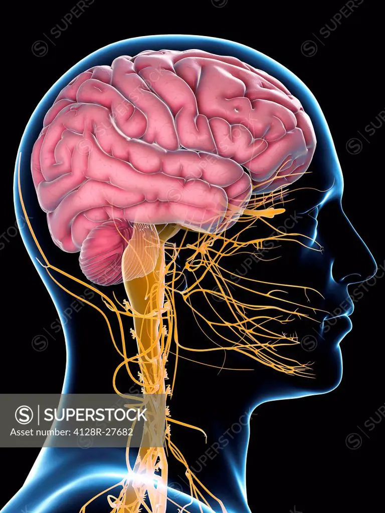 Male nervous system, computer artwork.