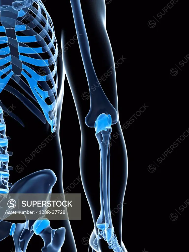 Male elbow bones, computer artwork.